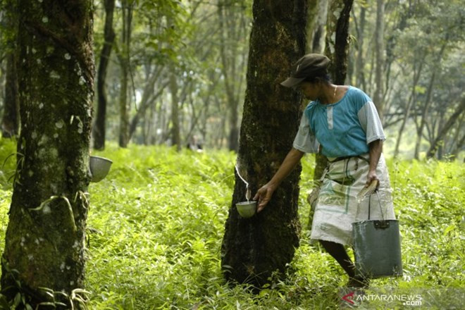 La Thaïlande, l'Indonésie et la Malaisie vont réduire leurs exportations de caoutchouc ảnh 1 La Thaïlande, l'Indonésie et la Malaisie vont réduire leurs exportations de caoutchouc ảnh 1