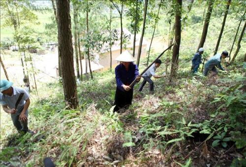 Quang Nam : lancement d’un projet pour la gestion forestière durable ảnh 1 Quang Nam : lancement d’un projet pour la gestion forestière durable ảnh 1