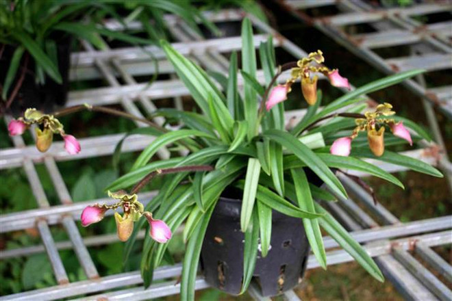 Conserver avec succès trois variétés d'orchidées rares ảnh 1 Conserver avec succès trois variétés d'orchidées rares ảnh 1