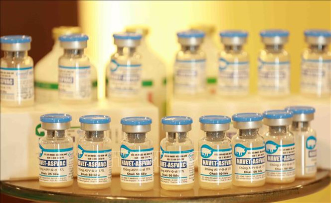 Un journal français loue la mise au point par le Vietnam d'un vaccin contre la PPA ảnh 1 Un journal français loue la mise au point par le Vietnam d'un vaccin contre la PPA ảnh 1