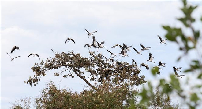Plus de 1.000 cigognes à bec-ouvert indien au parc national de Lo Go - Xa Mat ảnh 1 Plus de 1.000 cigognes à bec-ouvert indien au parc national de Lo Go - Xa Mat ảnh 1