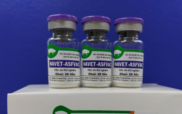 Le Vietnam réussit à produire un vaccin contre la peste porcine africaine ảnh 1 Le Vietnam réussit à produire un vaccin contre la peste porcine africaine ảnh 1