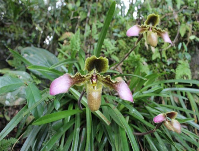 Conserver avec succès trois variétés d'orchidées rares ảnh 2 Conserver avec succès trois variétés d'orchidées rares ảnh 2