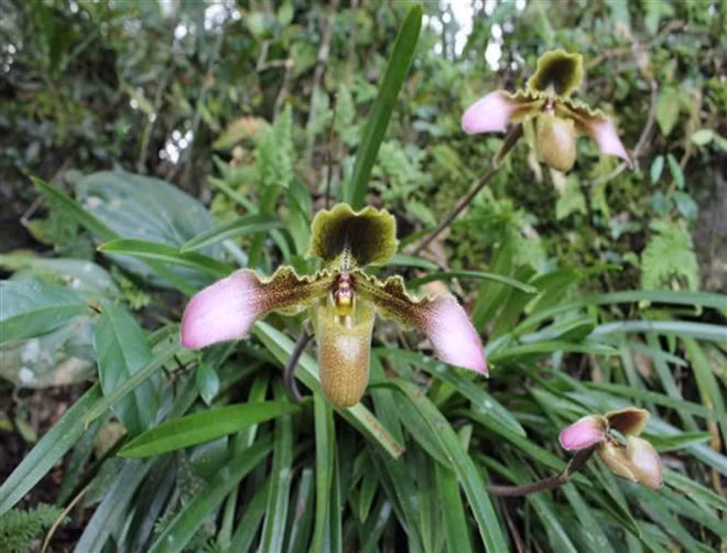 Conserver avec succès trois variétés d'orchidées rares ảnh 2