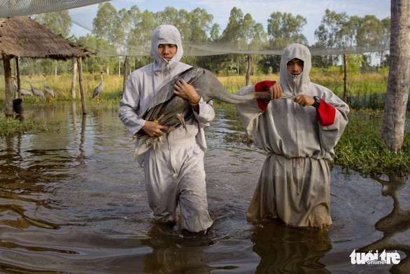 Dong Thap veut recevoir des grues à tête rouge du Laos pour la conservation ảnh 2