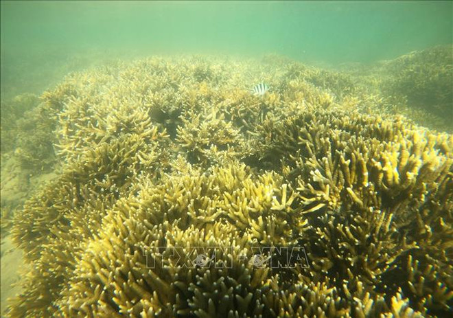 Journée internationale de la biodiversité: agir ensemble pour restaurer les écosystèmes ảnh 2