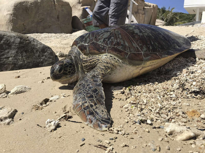 Une grande tortue verte Cheronia mydas a retrouvé la mer ảnh 1 Une grande tortue verte Cheronia mydas a retrouvé la mer ảnh 1