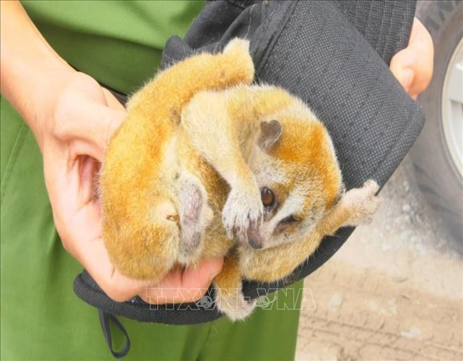 Binh Phuoc reçoit un loris paresseux pygmée ảnh 2 Binh Phuoc reçoit un loris paresseux pygmée ảnh 2