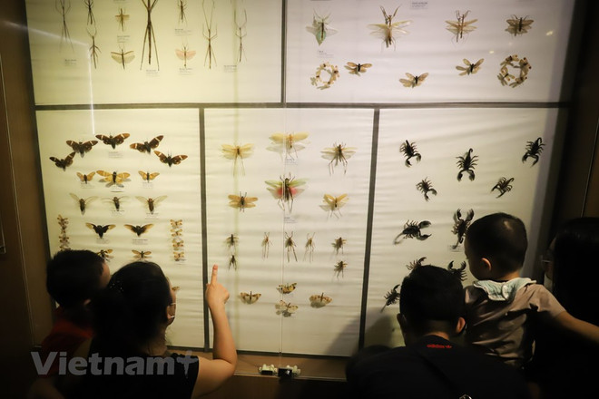 Le Musée de la nature du Vietnam dévoile l’épopée de la vie ảnh 7 Le Musée de la nature du Vietnam dévoile l’épopée de la vie ảnh 7