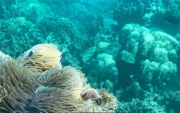 Suspension de la plongée sous-marine pour protéger les récifs coralliens de la baie de Nha Trang ảnh 1 Suspension de la plongée sous-marine pour protéger les récifs coralliens de la baie de Nha Trang ảnh 1