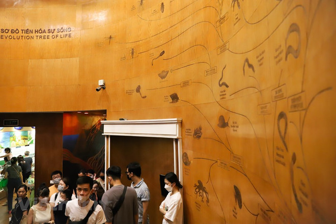 Le Musée de la nature du Vietnam dévoile l’épopée de la vie ảnh 11 Le Musée de la nature du Vietnam dévoile l’épopée de la vie ảnh 11