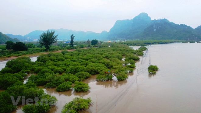 Développement durable: le Vietnam doit établir une feuille de route pour la "transition verte" ảnh 1