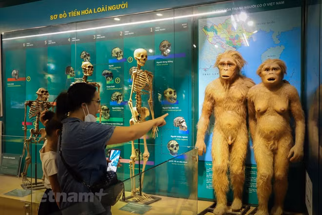  Le Musée de la nature du Vietnam dévoile l’épopée de la vie ảnh 6
