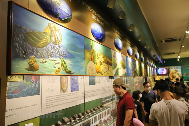 Le Musée de la nature du Vietnam dévoile l’épopée de la vie ảnh 5 Le Musée de la nature du Vietnam dévoile l’épopée de la vie ảnh 5
