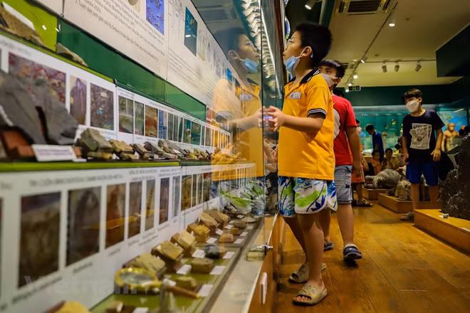  Le Musée de la nature du Vietnam dévoile l’épopée de la vie ảnh 3