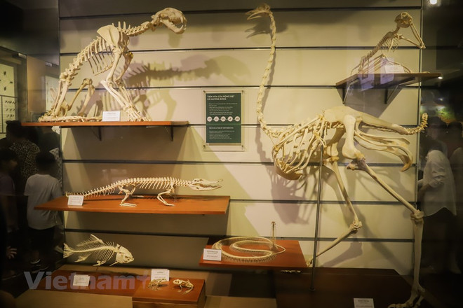 Le Musée de la nature du Vietnam dévoile l’épopée de la vie ảnh 9 Le Musée de la nature du Vietnam dévoile l’épopée de la vie ảnh 9