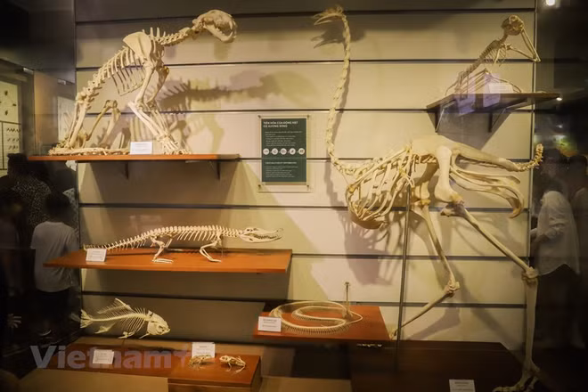  Le Musée de la nature du Vietnam dévoile l’épopée de la vie ảnh 9