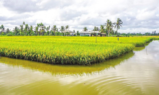 En 2022, le Vietnam développera 200.000 ha de rotation entre pénéiculture et riziculture ảnh 1 En 2022, le Vietnam développera 200.000 ha de rotation entre pénéiculture et riziculture ảnh 1