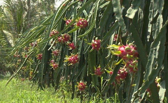 Saisir des opportunités d'exportation de pitaya vietnamien en Australie et en Nouvelle-Zélande ảnh 1 Saisir des opportunités d'exportation de pitaya vietnamien en Australie et en Nouvelle-Zélande ảnh 1