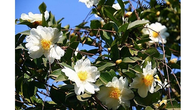 Quang Ninh : Bientôt la fête florale des camélias à huile de Binh Liêu 2018 ảnh 1 Quang Ninh : Bientôt la fête florale des camélias à huile de Binh Liêu 2018 ảnh 1