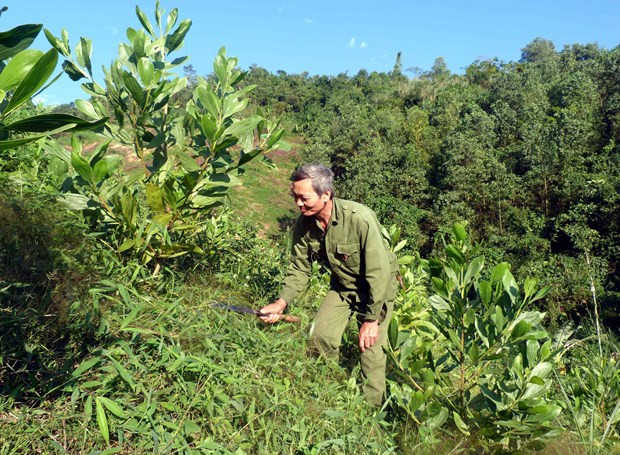 Tuyên Quang plante plus de 10.500 hectares de forêt ảnh 1 Tuyên Quang plante plus de 10.500 hectares de forêt ảnh 1