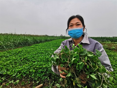 Le gotu kola prend le chemin des marchés étrangers ảnh 2 Le gotu kola prend le chemin des marchés étrangers ảnh 2
