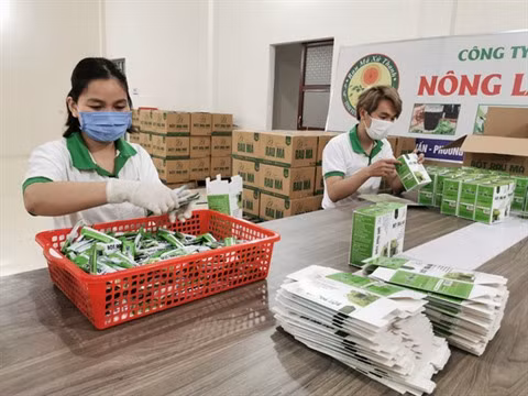 Le gotu kola prend le chemin des marchés étrangers ảnh 1 Le gotu kola prend le chemin des marchés étrangers ảnh 1