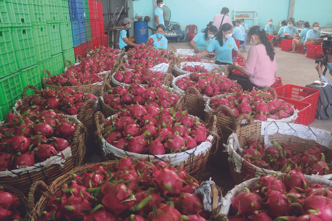 Les exportations de fruits s’envolent ảnh 1 Les exportations de fruits s’envolent ảnh 1