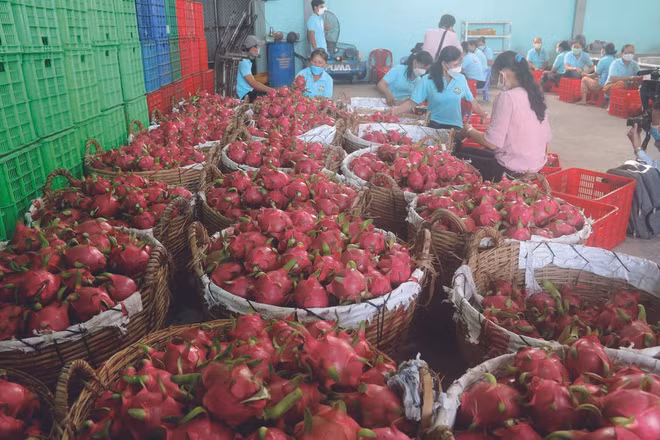  Les exportations de fruits s’envolent ảnh 1