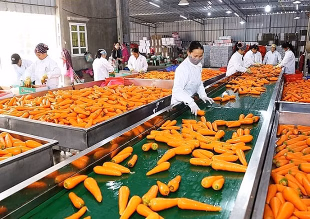 Les exportations des fruits et légumes transformés en forte croissance ảnh 1