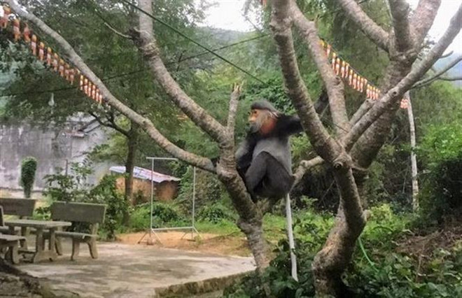 Protection de trois doucs langurs à pattes grises à Phu Yen ảnh 2 Protection de trois doucs langurs à pattes grises à Phu Yen ảnh 2