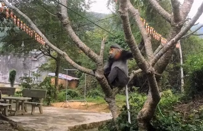Protection de trois doucs langurs à pattes grises à Phu Yen ảnh 2 Protection de trois doucs langurs à pattes grises à Phu Yen ảnh 2