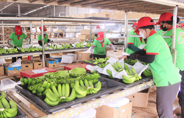 Les activités d'exportation de fruits et légumes demeurent dynamiques ảnh 2 Les activités d'exportation de fruits et légumes demeurent dynamiques ảnh 2