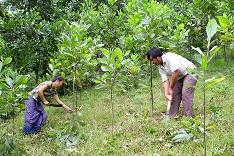 Des acacias pour reverdir les terres dégradées ảnh 1 Des acacias pour reverdir les terres dégradées ảnh 1