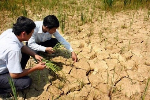 Assistance gouvernementale pour surmonter la sécheresse et la salinisation ảnh 1 Assistance gouvernementale pour surmonter la sécheresse et la salinisation ảnh 1