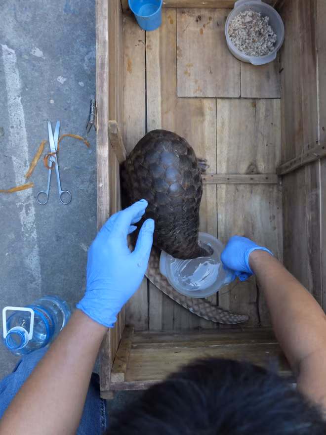 Sauvetage de 22 pangolins dans la province de Ninh Binh ảnh 1