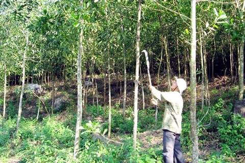 Des acacias pour reverdir les terres dégradées ảnh 2 Des acacias pour reverdir les terres dégradées ảnh 2