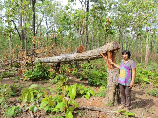 Près de 400 millions de dollars pour la restauration et le développement des forêts du Tay Nguyen ảnh 1 Près de 400 millions de dollars pour la restauration et le développement des forêts du Tay Nguyen ảnh 1