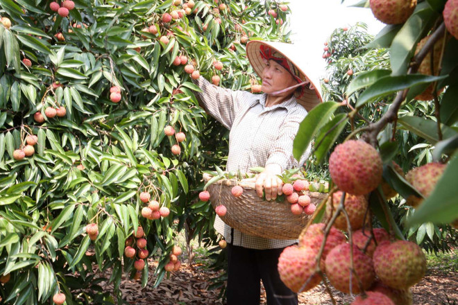 Les entreprises australiennes et malaisiennes apprécient les litchis de Bac Giang ảnh 1 Les entreprises australiennes et malaisiennes apprécient les litchis de Bac Giang ảnh 1