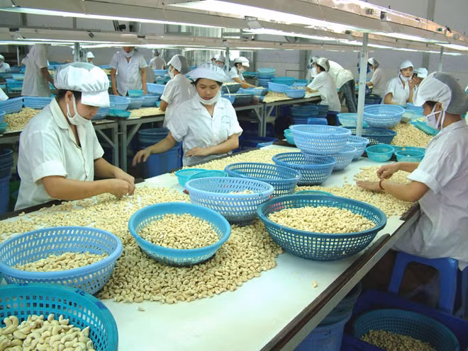 Etats-Unis: opportunités pour la noix de cajou du Vietnam ảnh 1 Etats-Unis: opportunités pour la noix de cajou du Vietnam ảnh 1