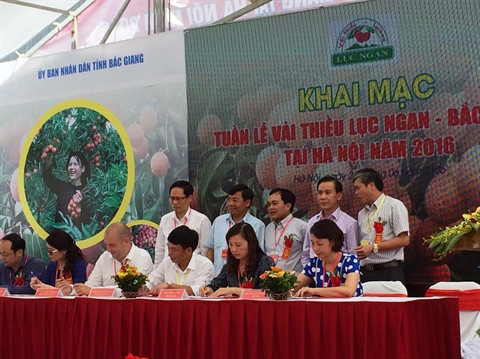 Les litchis Luc Ngan de Bac Giang ont leur Semaine à Hanoi ảnh 2 Les litchis Luc Ngan de Bac Giang ont leur Semaine à Hanoi ảnh 2