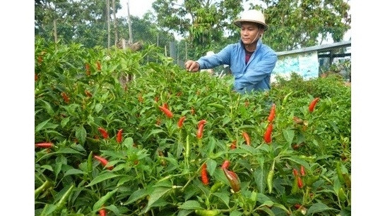 Piment : un projet sud-coréen de 2,1 millions de dollars à Ninh Thuân ảnh 1 Piment : un projet sud-coréen de 2,1 millions de dollars à Ninh Thuân ảnh 1