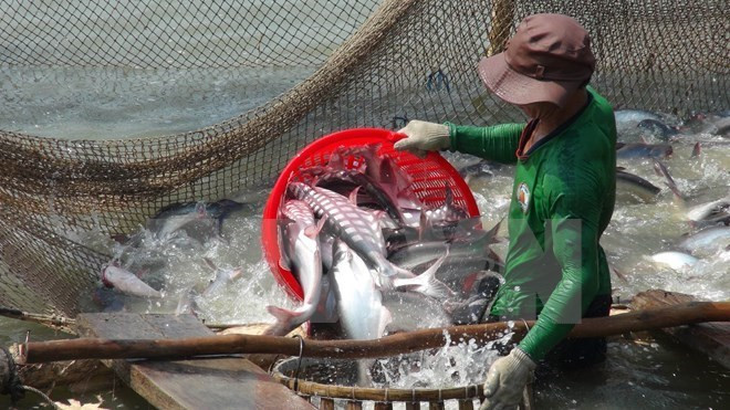 Les exportations de pangasius atteignent 616 millions de dollars au premier semestre ảnh 1 Les exportations de pangasius atteignent 616 millions de dollars au premier semestre ảnh 1