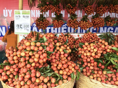 Les litchis Luc Ngan de Bac Giang ont leur Semaine à Hanoi ảnh 1 Les litchis Luc Ngan de Bac Giang ont leur Semaine à Hanoi ảnh 1