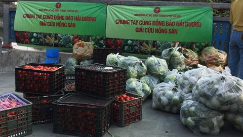 À la rescousse des produits agricoles de Hai Duong ảnh 1 À la rescousse des produits agricoles de Hai Duong ảnh 1