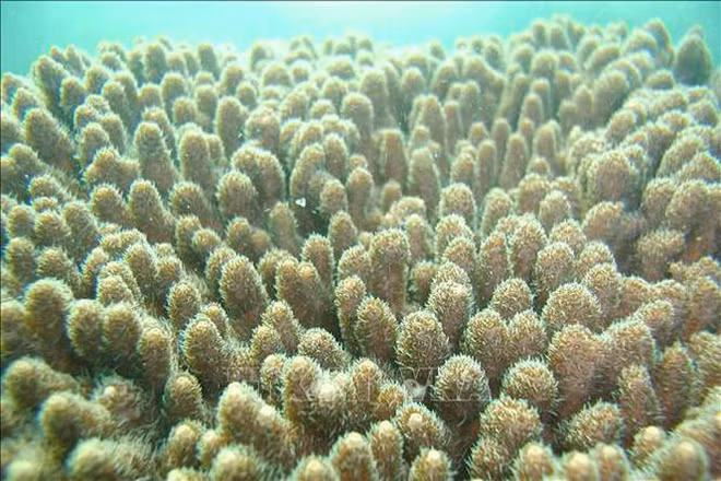 Conservation efficace des espèces sauvages ảnh 2