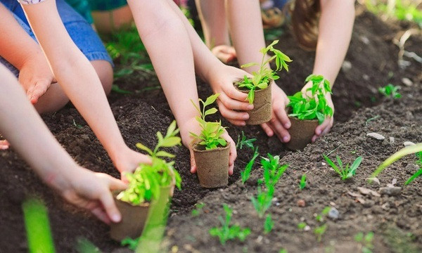 Planter un milliard d'arbres pour un Vietnam vert ảnh 2