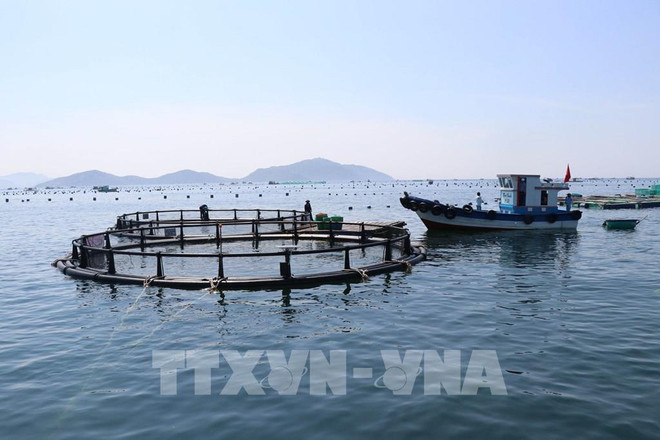 Développer la mariculture sera une tendance inévitable ảnh 2