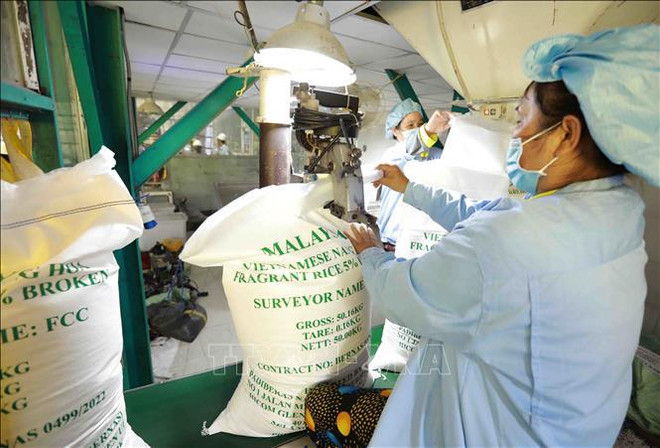 Nécessiter davantage des assistances pour développer l’industrie du riz ảnh 2 Nécessiter davantage des assistances pour développer l’industrie du riz ảnh 2
