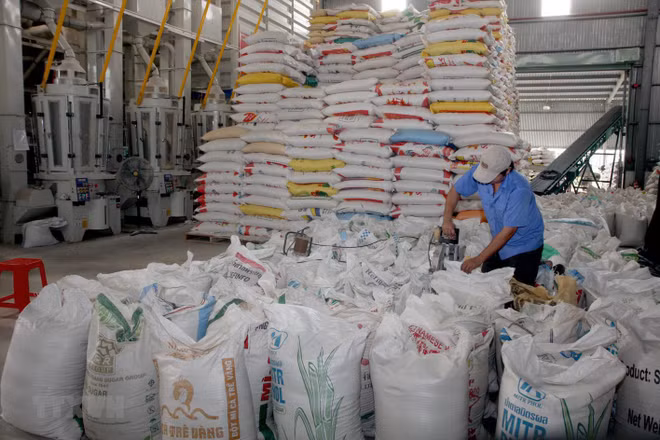 Le Vietnam exporte 1,7 million de tonnes de riz au premier trimestre ảnh 2 Le Vietnam exporte 1,7 million de tonnes de riz au premier trimestre ảnh 2